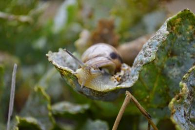 Прикрепленное изображение: _DSC6456.JPG